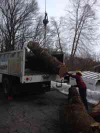 Removal of hazardous White Oak tree.